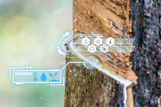 Smart farm digital icon and futuristic AI data infographic of Rubber tree with natural rubber drop to the bowl at rubber tree plantation natural latex is a agriculture for industry in Thailand