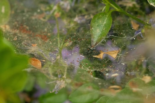 Closeup shot of gossamer spider webs in Venlo, Netherlands