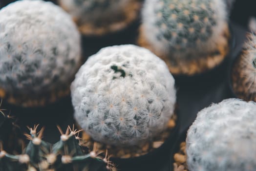 Cactus (Gymno ,Gymnocalycium) and Cactus flowers in cactus garden many size and colors popular use for decorative in house or flower shop