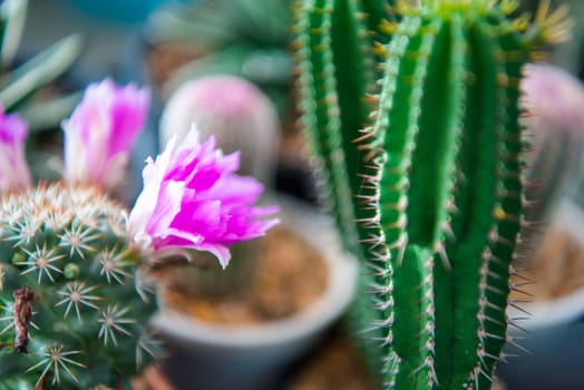 Cactus (Gymno ,Gymnocalycium) and Cactus flowers in cactus garden many size and colors popular use for decorative in house or flower shop