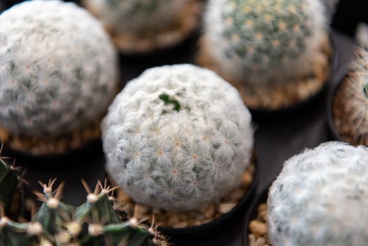 Cactus (Gymno ,Gymnocalycium) and Cactus flowers in cactus garden many size and colors popular use for decorative in house or flower shop