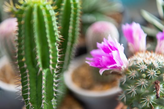 Cactus (Gymno ,Gymnocalycium) and Cactus flowers in cactus garden many size and colors popular use for decorative in house or flower shop