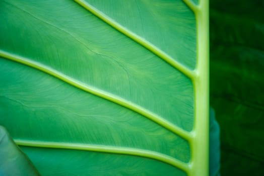 Greenery background, green color of nature plant and leaf environment greenery concept