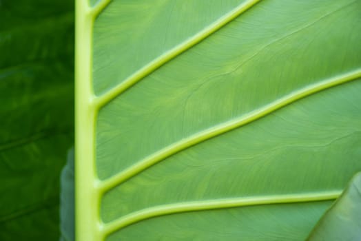 Greenery background, green color of nature plant and leaf environment greenery concept