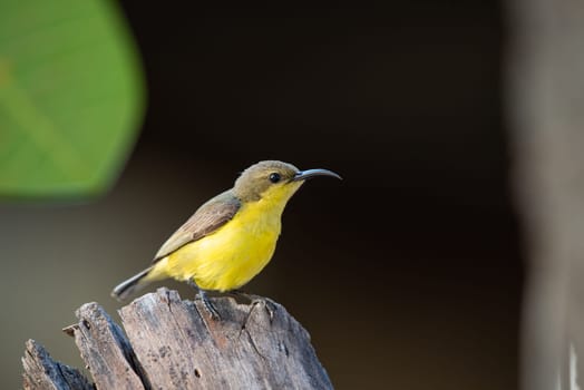 Bird (Olive-backed sunbird, Yellow-bellied sunbird) female yellow color perched on a tree in a nature wild