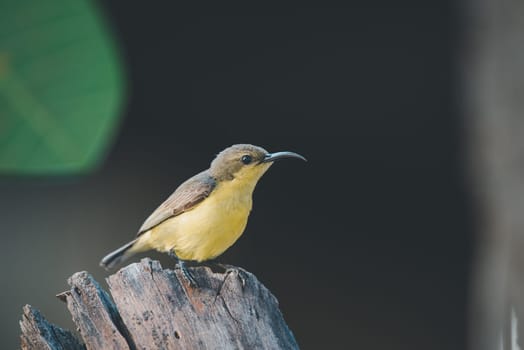 Bird (Olive-backed sunbird, Yellow-bellied sunbird) female yellow color perched on a tree in a nature wild