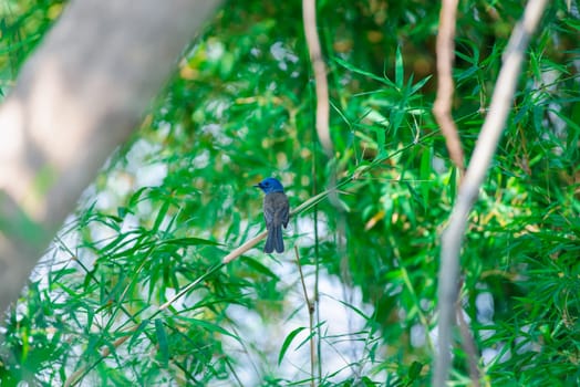 Bird (Black-naped Monarch , Black-naped Blue Flycatcher or Hypothymis Azurea) female black and blue color perched on a tree in a nature wild