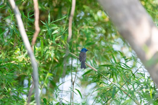 Bird (Black-naped Monarch , Black-naped Blue Flycatcher or Hypothymis Azurea) female black and blue color perched on a tree in a nature wild