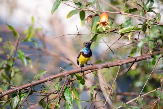 Bird (Olive-backed sunbird, Yellow-bellied sunbird) male yellow color perched on a tree in a nature wild