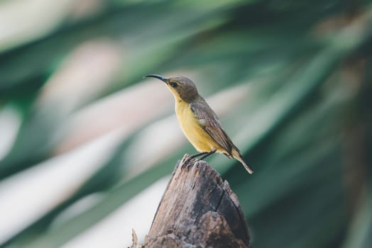 Bird (Olive-backed sunbird, Yellow-bellied sunbird) female yellow color perched on a tree in a nature wild