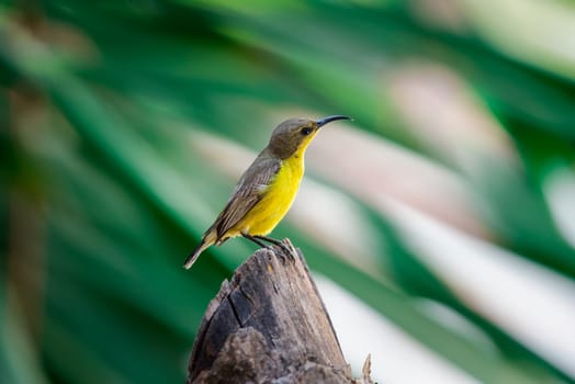 Bird (Olive-backed sunbird, Yellow-bellied sunbird) female yellow color perched on a tree in a nature wild