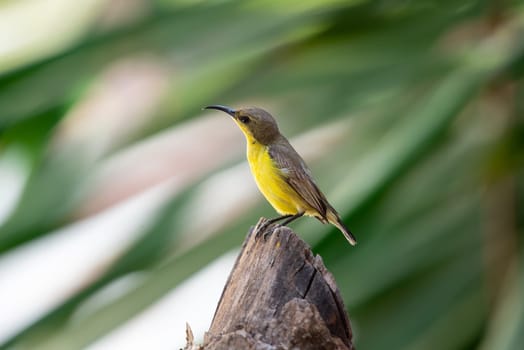 Bird (Olive-backed sunbird, Yellow-bellied sunbird) female yellow color perched on a tree in a nature wild