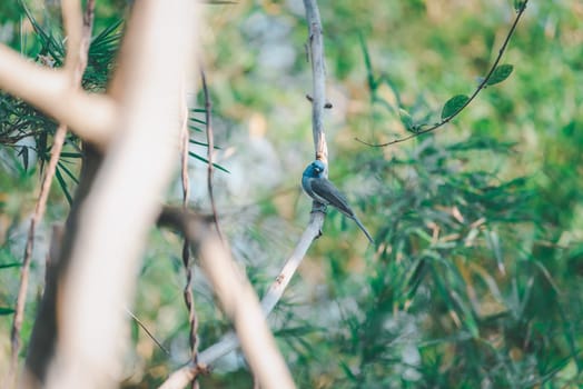 Bird (Black-naped Monarch , Black-naped Blue Flycatcher or Hypothymis Azurea) female black and blue color perched on a tree in a nature wild