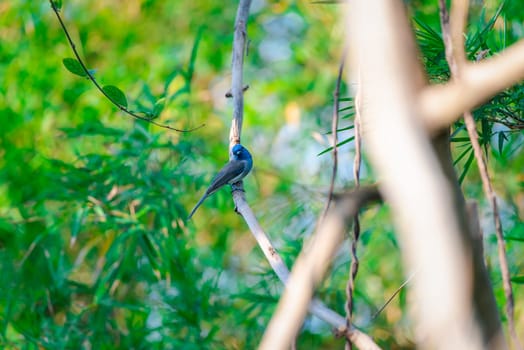 Bird (Black-naped Monarch , Black-naped Blue Flycatcher or Hypothymis Azurea) female black and blue color perched on a tree in a nature wild