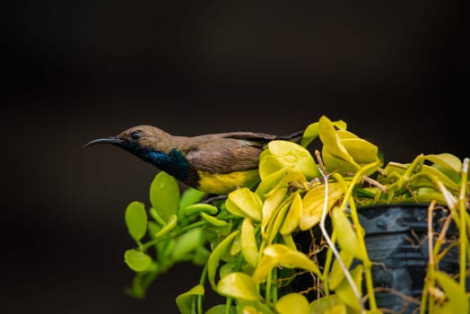 Bird (Olive-backed sunbird, Yellow-bellied sunbird) male yellow color perched on a tree in a nature wild