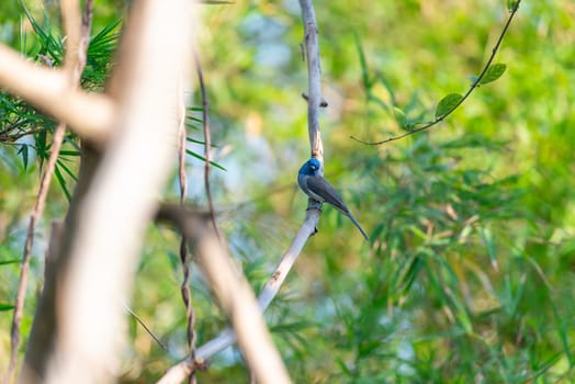 Bird (Black-naped Monarch , Black-naped Blue Flycatcher or Hypothymis Azurea) female black and blue color perched on a tree in a nature wild