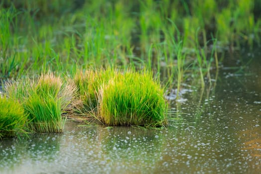 Landscape nature of rice field on rice paddy green color lush growing is a agriculture in asia