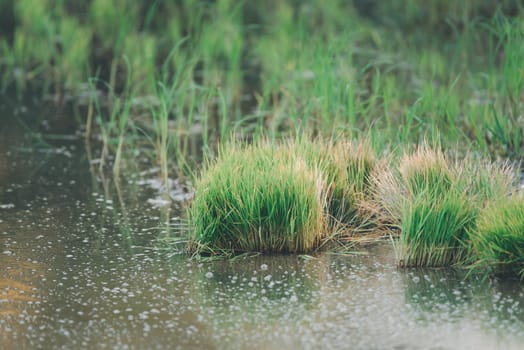 Landscape nature of rice field on rice paddy green color lush growing is a agriculture in asia