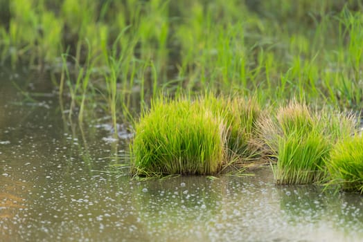 Landscape nature of rice field on rice paddy green color lush growing is a agriculture in asia