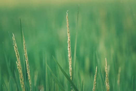 Landscape nature of rice field on rice paddy green color lush growing is a agriculture in asia