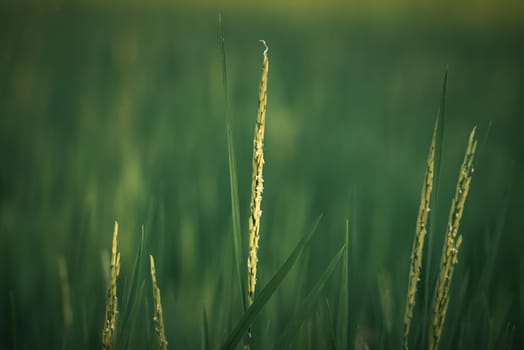 Landscape nature of rice field on rice paddy green color lush growing is a agriculture in asia