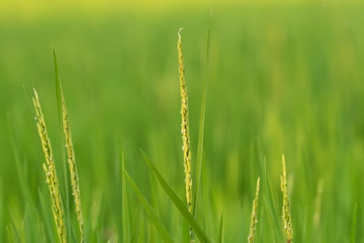 Landscape nature of rice field on rice paddy green color lush growing is a agriculture in asia