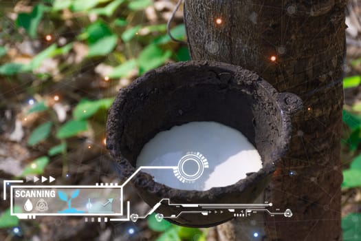 Smart farm digital icon and futuristic AI data infographic of Rubber tree with natural rubber drop to the bowl at rubber tree plantation natural latex is a agriculture for industry in Thailand