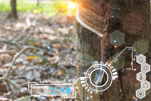 Smart farm digital icon and futuristic AI data infographic of Rubber tree with natural rubber drop to the bowl at rubber tree plantation natural latex is a agriculture for industry in Thailand