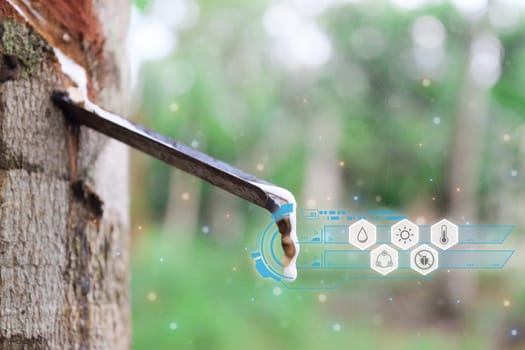 Smart farm digital icon and futuristic AI data infographic of Rubber tree with natural rubber drop to the bowl at rubber tree plantation natural latex is a agriculture for industry in Thailand