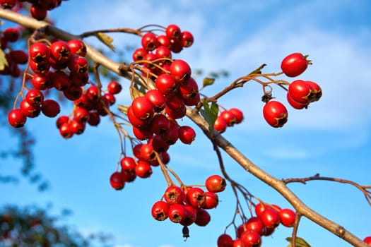 a thorny shrub or tree of the rose family, with white, pink, or red blossoms and small dark red fruits