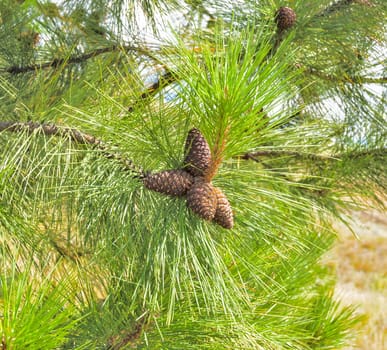 Pine cones on the branch among green leaves.