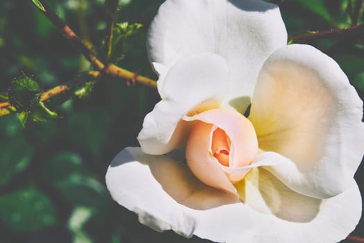 a prickly bush or shrub that typically bears red, pink, yellow, or white fragrant flowers, native to north temperate regions.