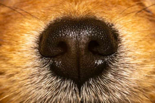 Closeup photo of texture on a dog's nose, Pomeranian nose extreme close-up