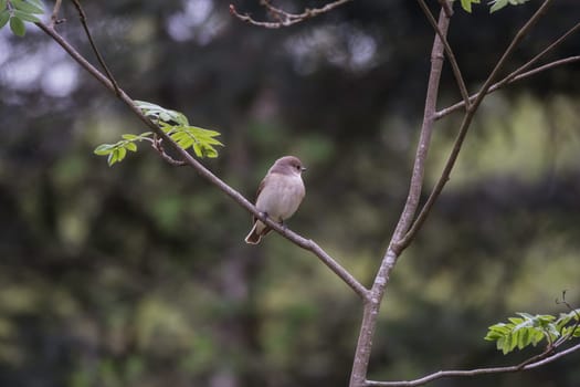 Bird perched on top of a young tree. Muscicapa striata on a beautiful, blurry background. The spotted flycatcher