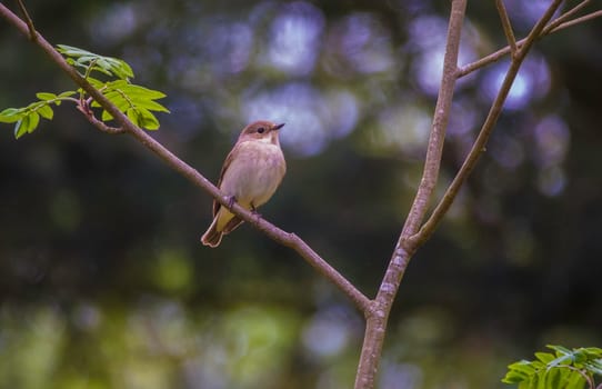 Bird perched on top of a young tree. Muscicapa striata on a beautiful, blurry background. The spotted flycatcher