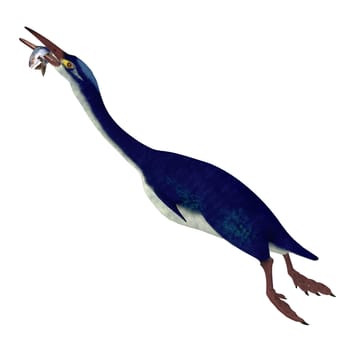 Hesperornis is a genus of flightless aquatic birds that lived in the Cretaceous Period.