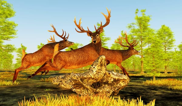 The Red deer is native to Europe, Asia, Iran and Africa is one of the largest species of ungulates.