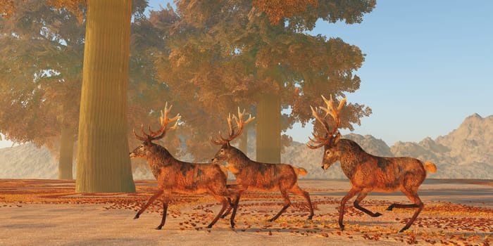 The Red deer is native to Europe, Asia, Iran and Africa is one of the largest species of ungulates.