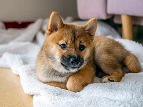 Portrait of cute Shiba Inu small dog, puppy, Close up. Dogecoin. Red-haired Japanese dog smile portrait. Illuminating color, cryptocurrency, electronic money. High quality photo