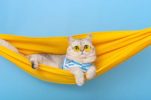 A white cat in yellow glasses and a blue striped T-shirt is resting in a yellow fabric hammock, on a blue background. Close up. Copy space