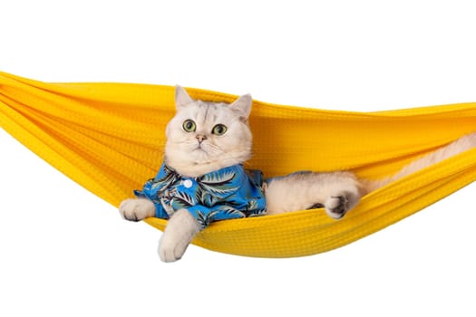 white cat in blue shirt lie in a yellow fabric hammock, isolated on white background. Close up. Copy space