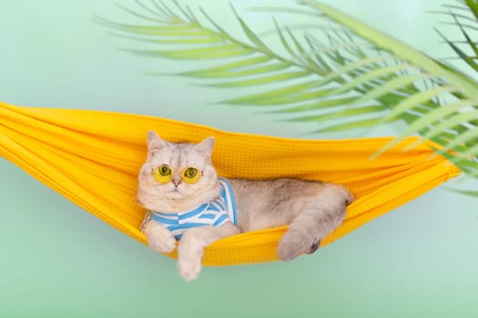 Stylish white cat in a yellow glasses and blue striped T-shirt resting in a yellow fabric hammock, on a light green background, with leaves of a palm tree. Close up. Copy space