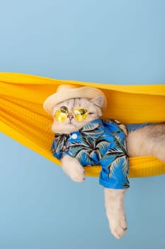 Adorable white cat in a straw hat, yellow glasses and blue shirt, resting in a yellow fabric hammock, on a blue background.Vertical. Close up. Copy space