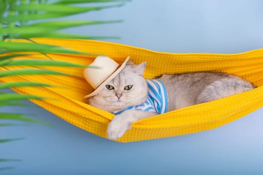 Funny white cat in a straw hat and striped T-shirt lying in a yellow fabric hammock, on a blue background, under the leaves of a palm tree. Close up. Copy space