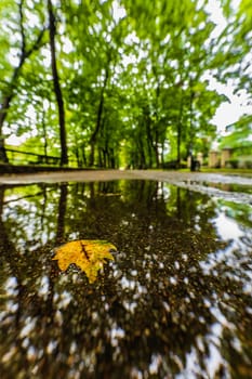 A long path between green trees on a city promenade, reflecting in a puddle on a sunny day