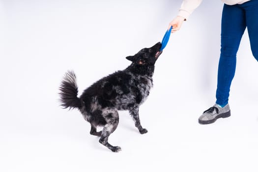 Mudi Dog with Frisbee Disc from side in studio white background