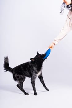 Mudi Dog with Frisbee Disc from side in studio white background