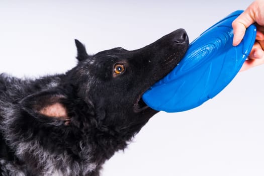 Mudi Dog with Frisbee Disc from side in studio white background