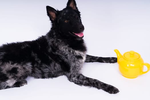 Dog mudi lying on a white studio background next to the openwork ceramic kettle