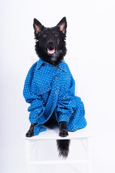 Dog, mudi, wearing shirtfront, isolated on a white background in studio